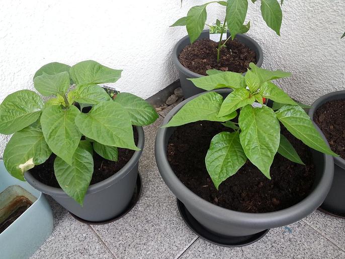 20150614_115719.jpg