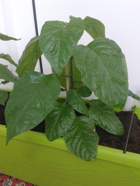20150618_185921.jpg