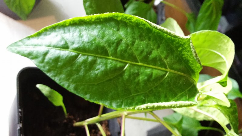 20160321_210838.jpg
