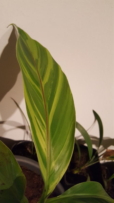 20170112_231808.jpg