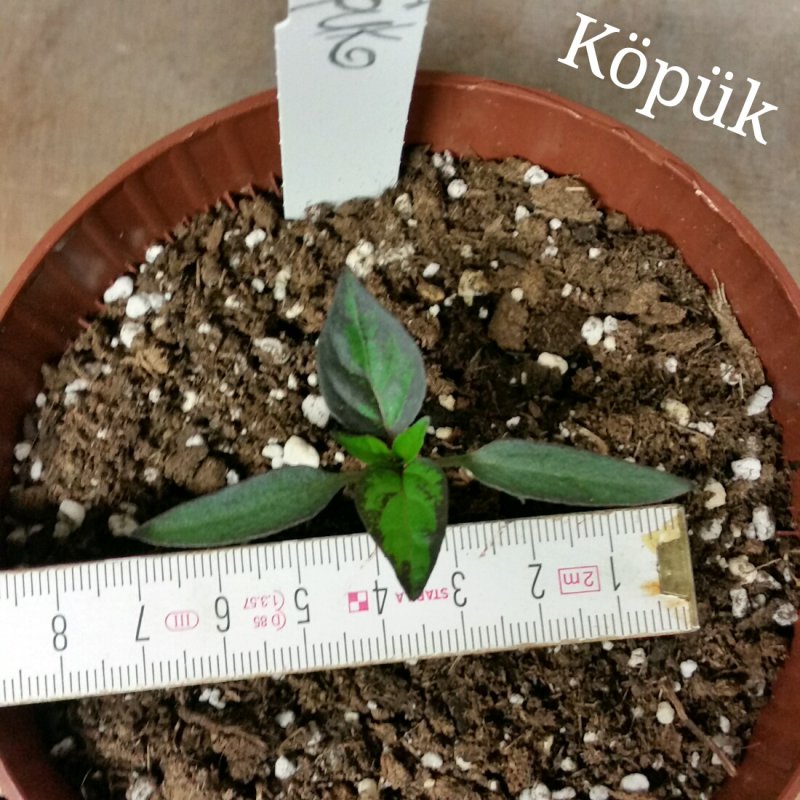 20170225_185022.jpg
