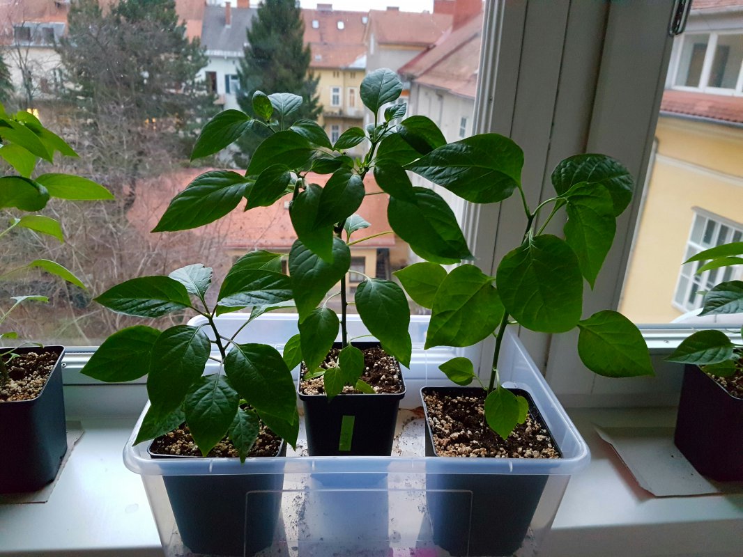 20170228_195837.jpg
