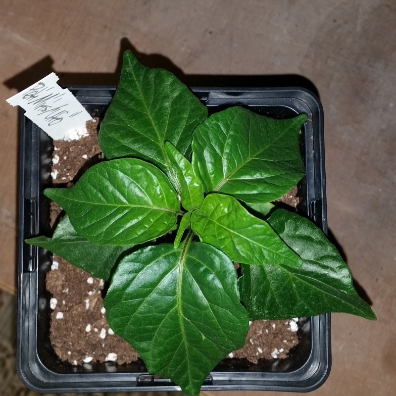 20170303_190223.jpg