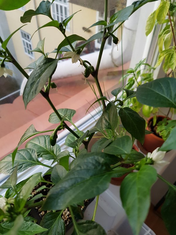 20170317_062703.jpg