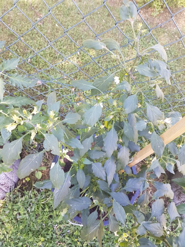 20170618_092556.jpg