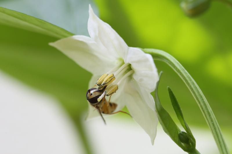 20170619-pimiento-schwebfliege-HM6C6774.JPG