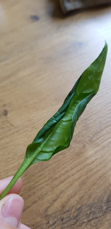 20170627_125246.jpg