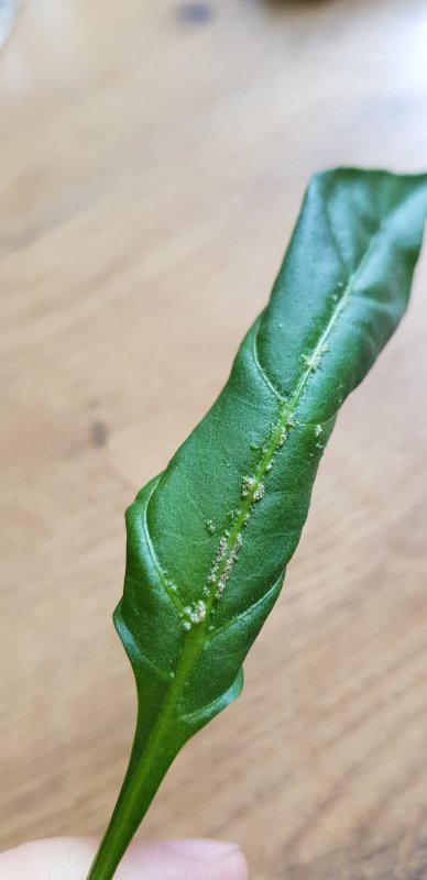 20170627_125251.jpg