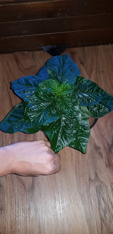 20170703_191458.jpg