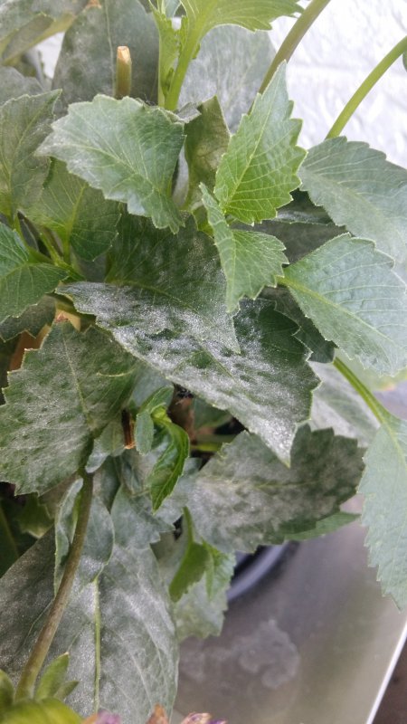 20170717_193138.jpg