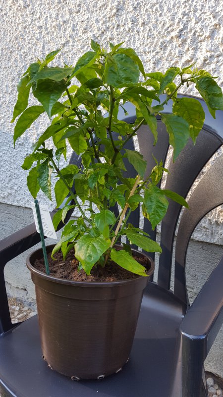 20170719_190314.jpg
