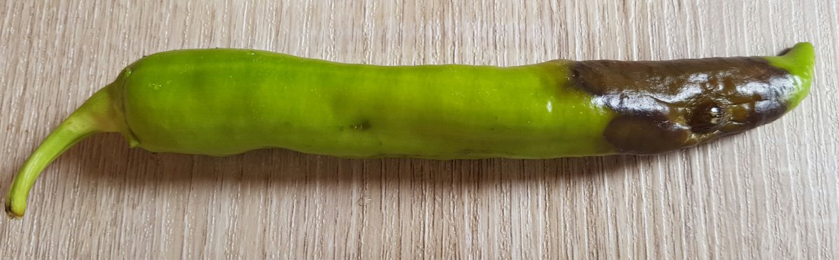20170727_143242.jpg