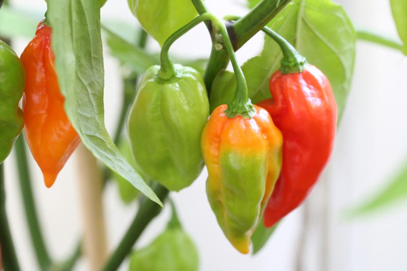 20170803-bhut-jolokia-HM6C8115.JPG