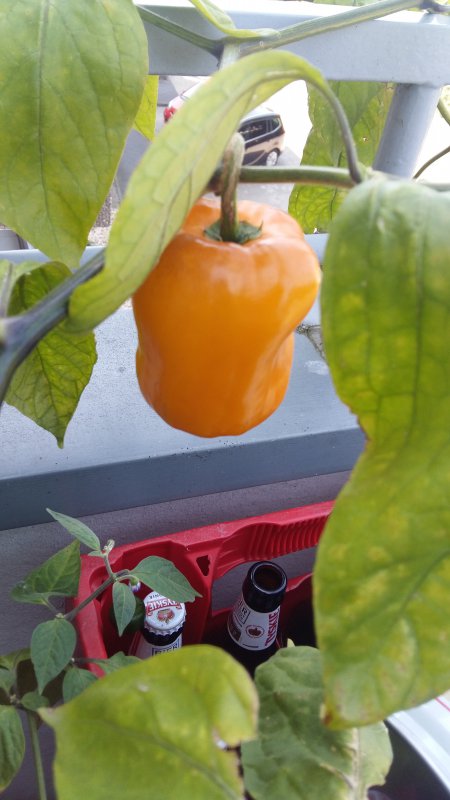 20170827_143607.jpg