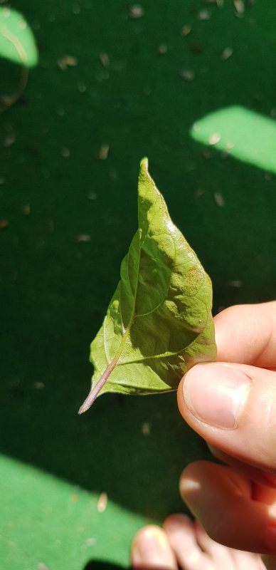 20170830_130217.jpg