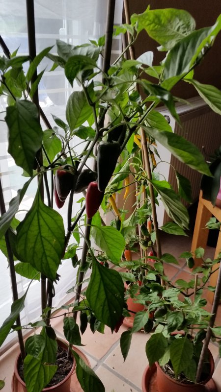 20170830_171833.jpg