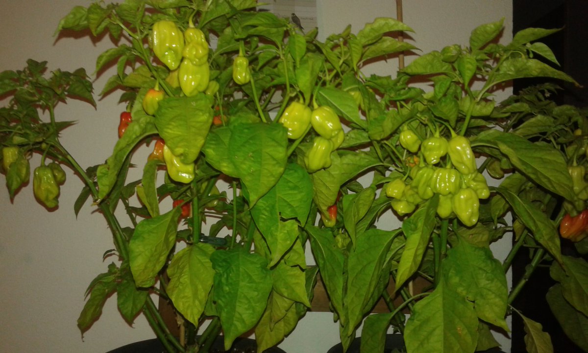 20170922_204423.jpg