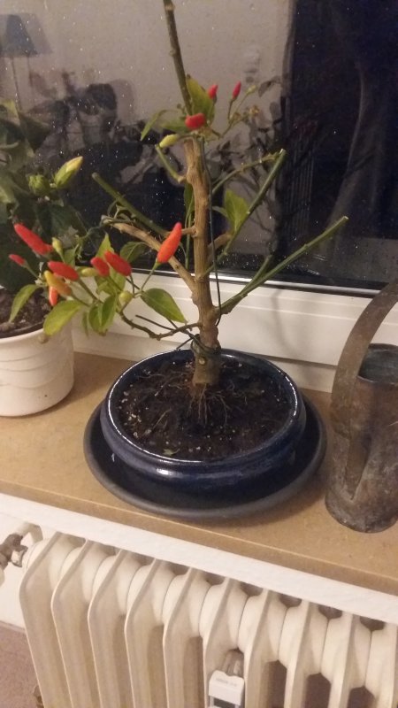 20171127_223811.jpg
