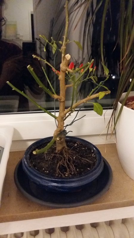 20171201_175406.jpg