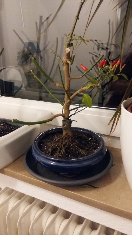 20171201_175415.jpg
