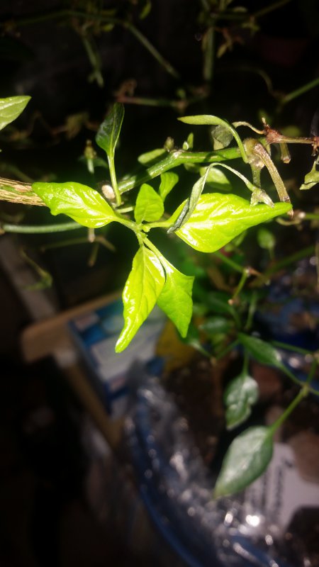 20171212_210127.jpg