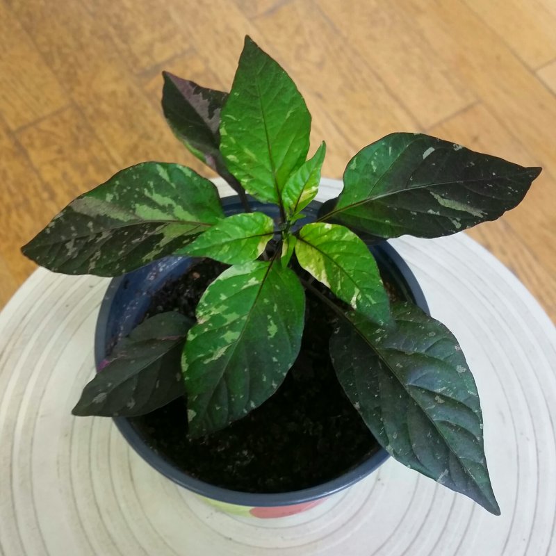 2018-06-25 19.15.51.jpg