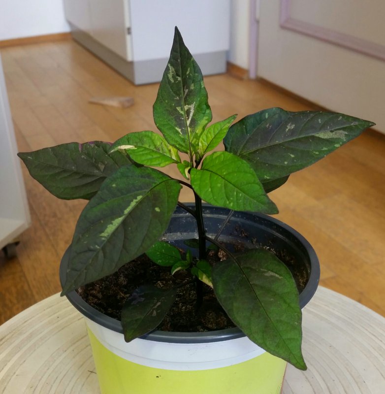 2018-06-25 19.16.15.jpg