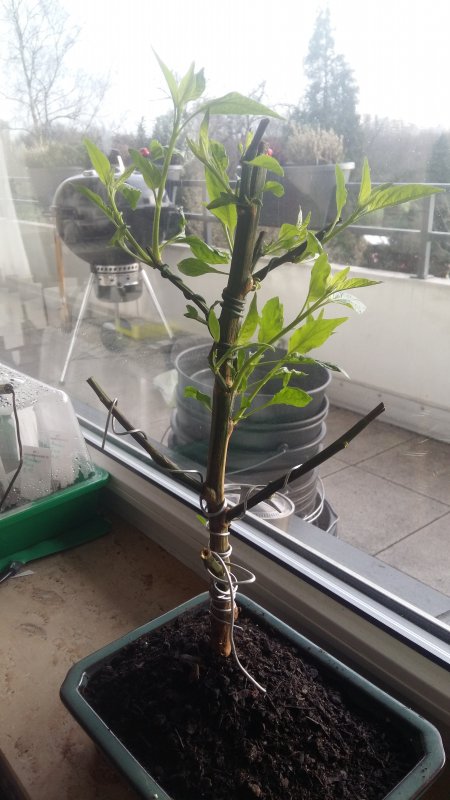 20180105_150342.jpg