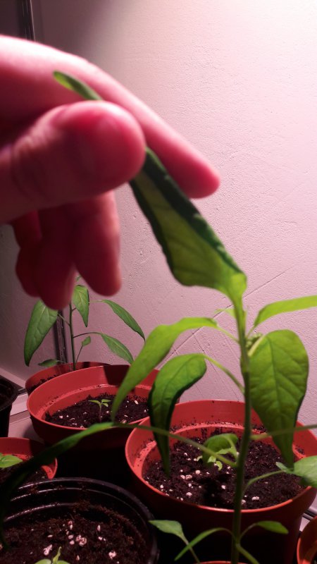 20180210_113017.jpg