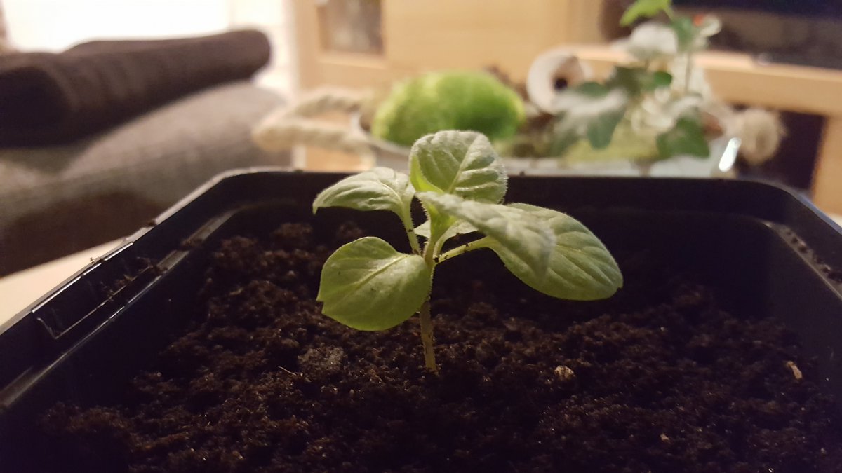 20180216_213446.jpg