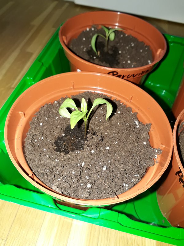 20180321_181239.jpg