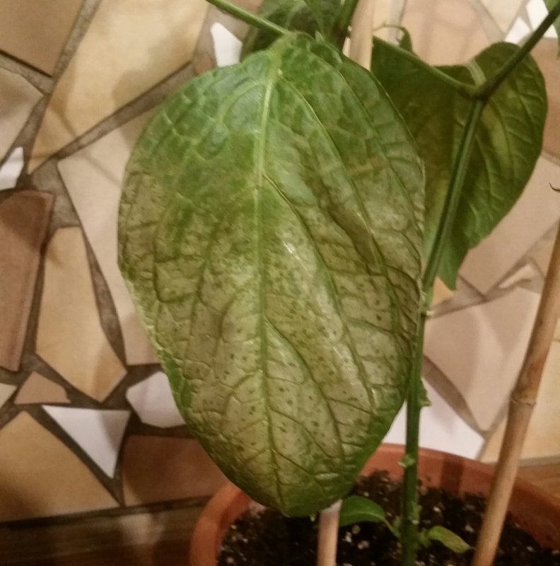 20180405_215841-1.jpg