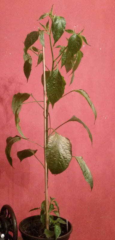 20180405_220305-1.jpg