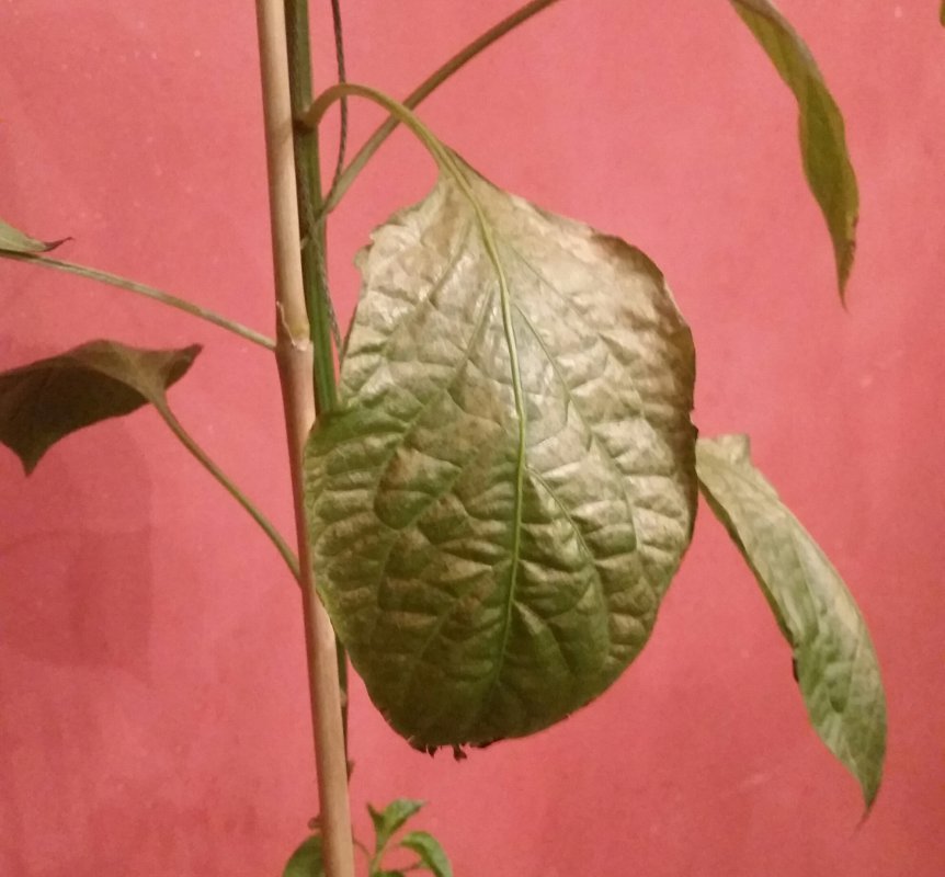 20180405_220331-1.jpg