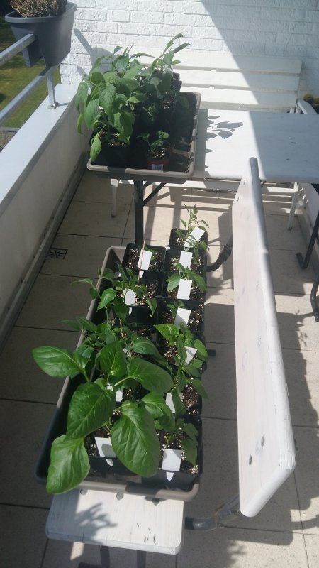 20180417_122310.jpg