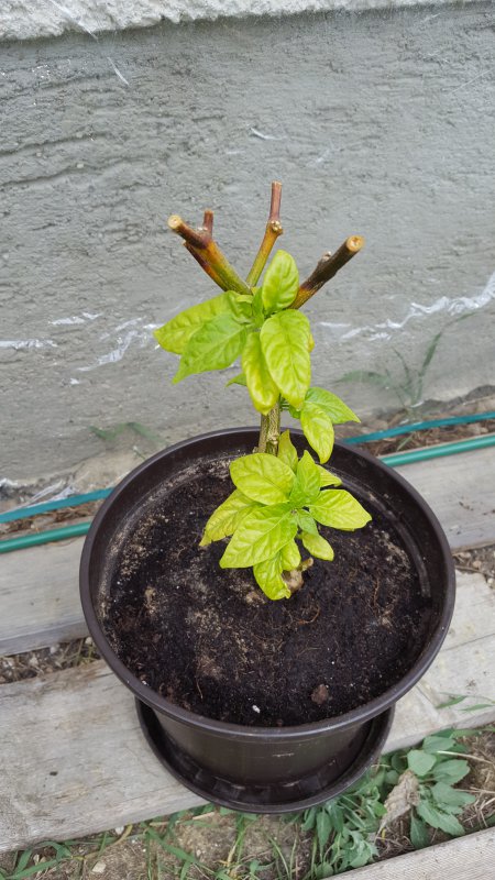 20180501_125929.jpg