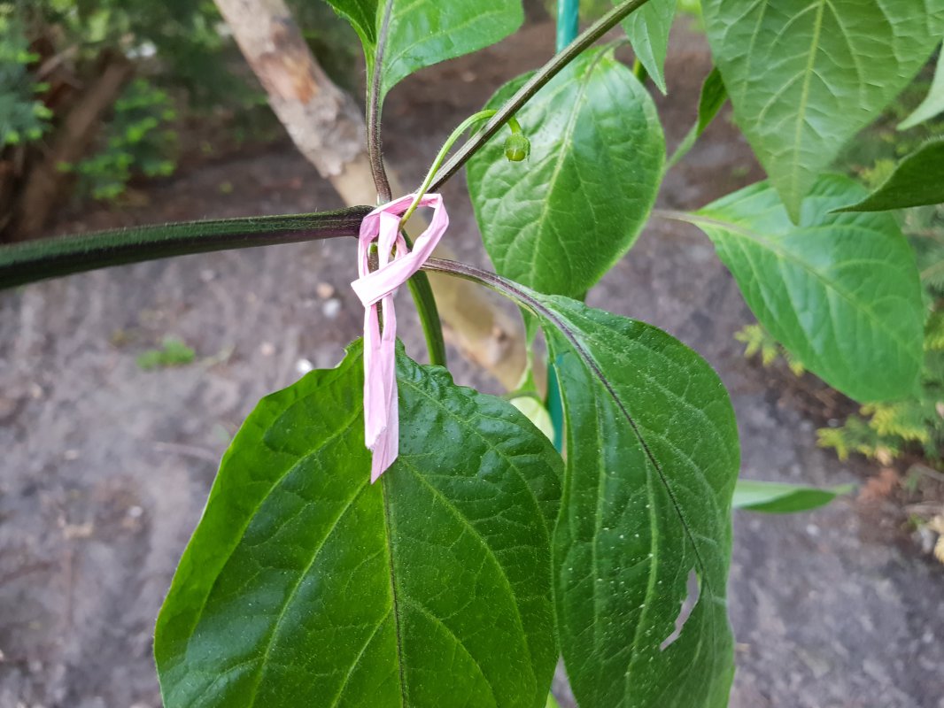 20180508_205231.jpg