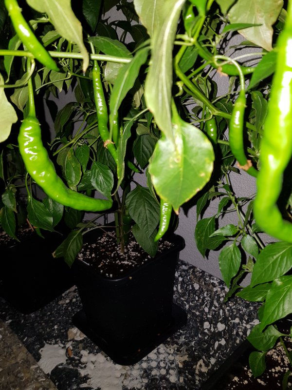 20180527_004615.jpg