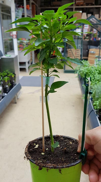 20180605_113018-klein.jpg