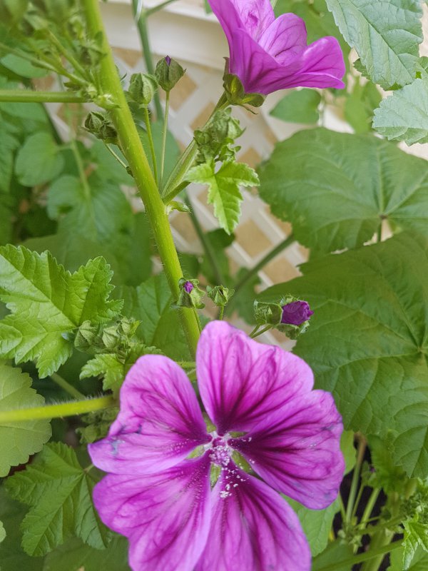 20180611_130002.jpg