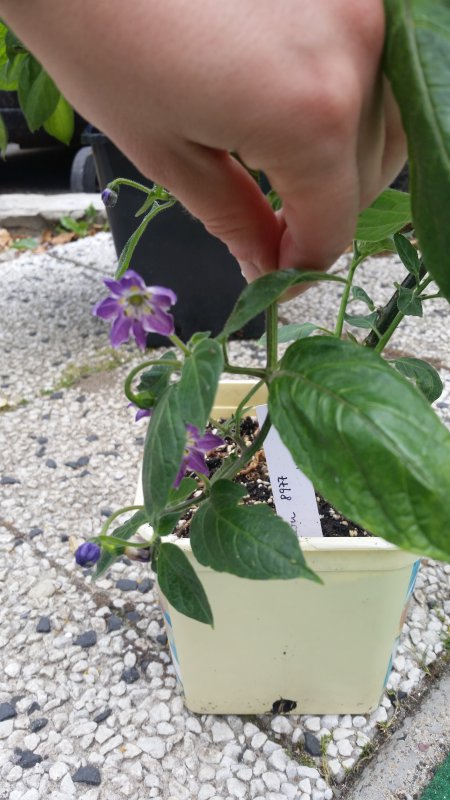 20180617_133354.jpg