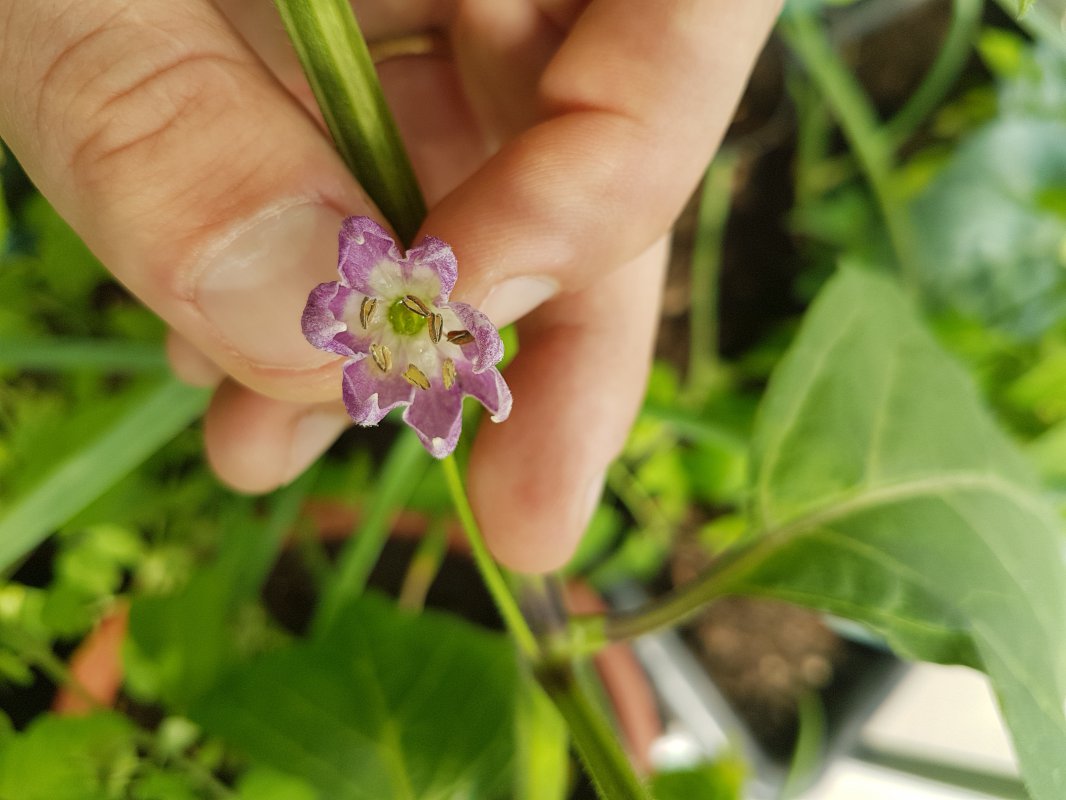 20180620_173103.jpg