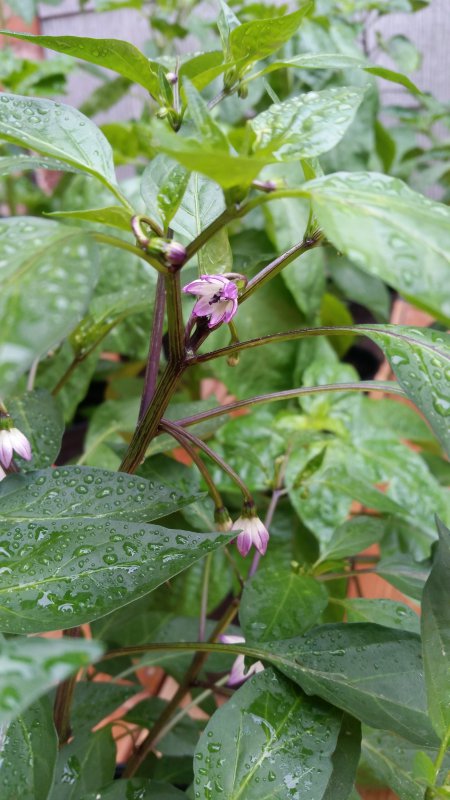 20180623_095936.jpg
