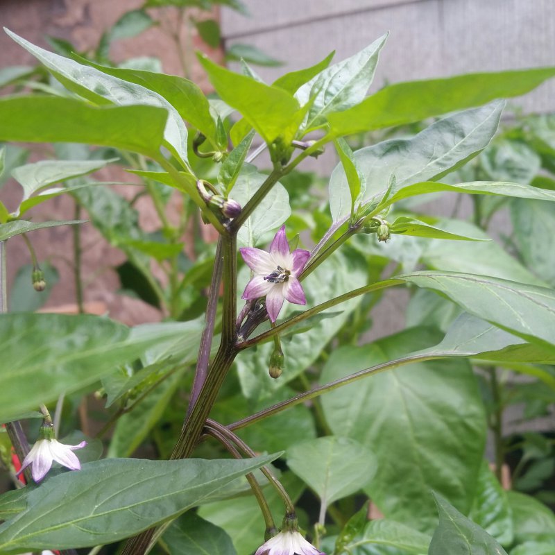 20180624_095024-1.jpg