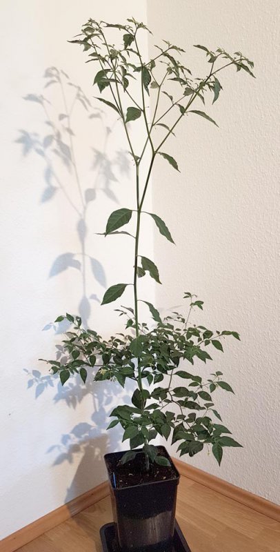 20180628_102406 Flexuosum -klein.jpg
