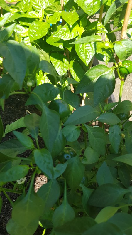 20180629_095603.jpg