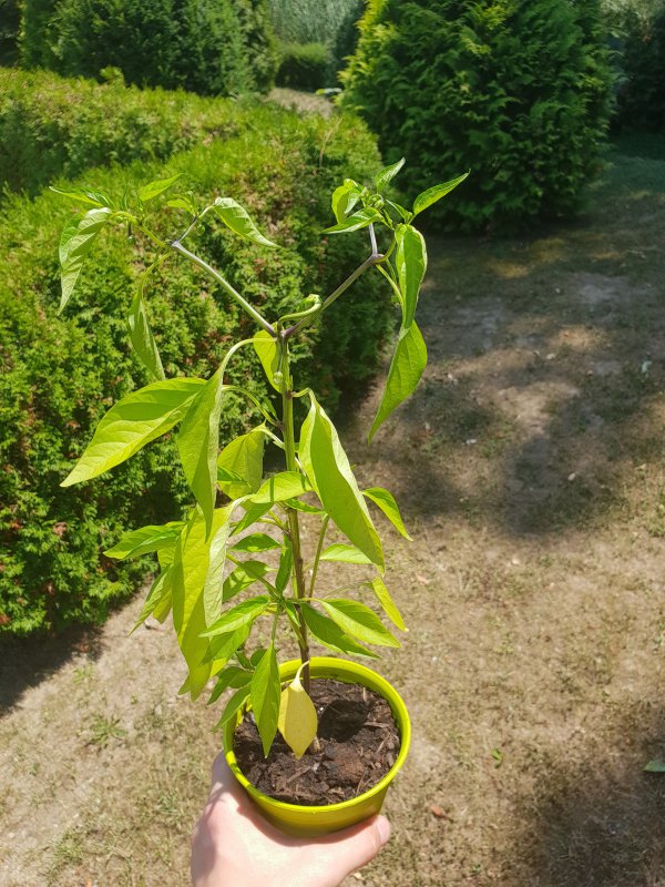 20180705_130710.jpg