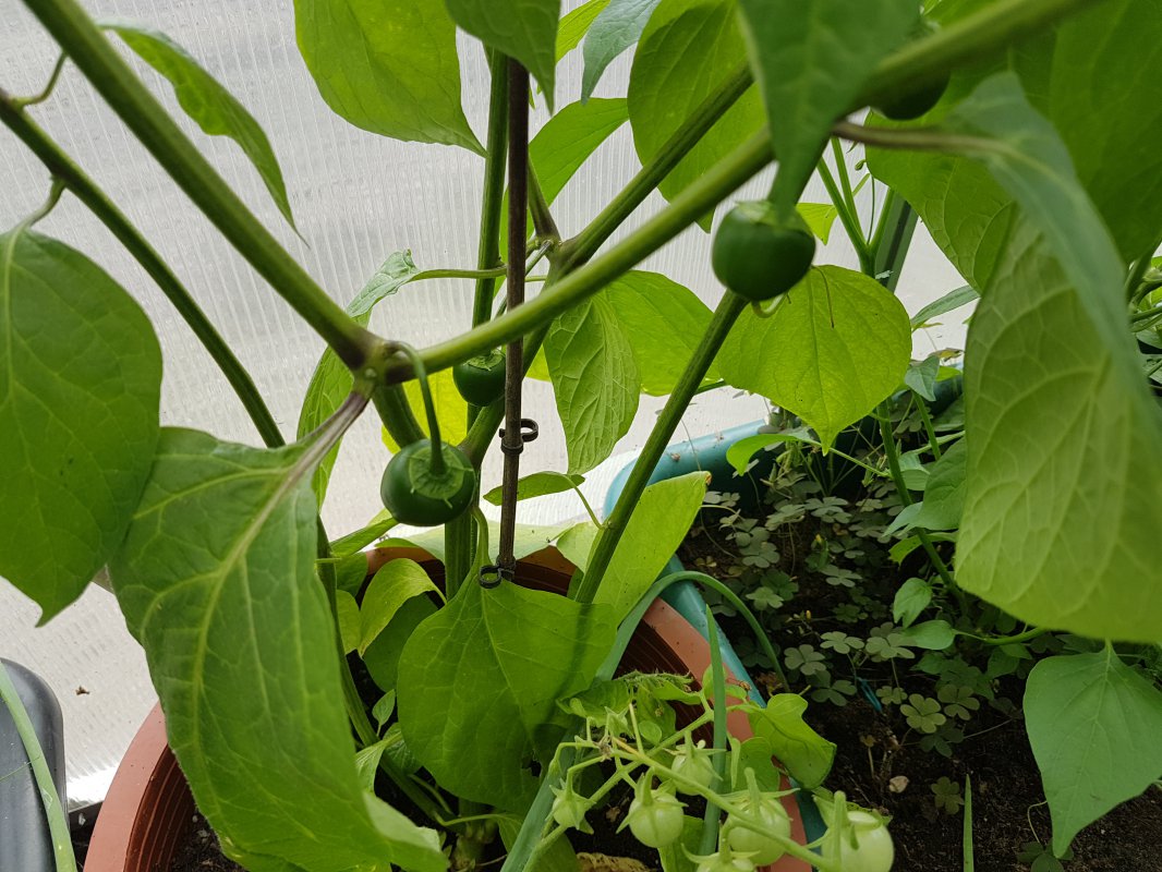 20180707_165218.jpg