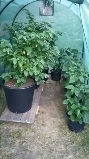 20180711_212406.jpg