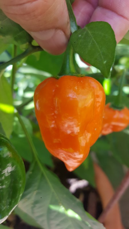20180715_172125_resized[1].jpg